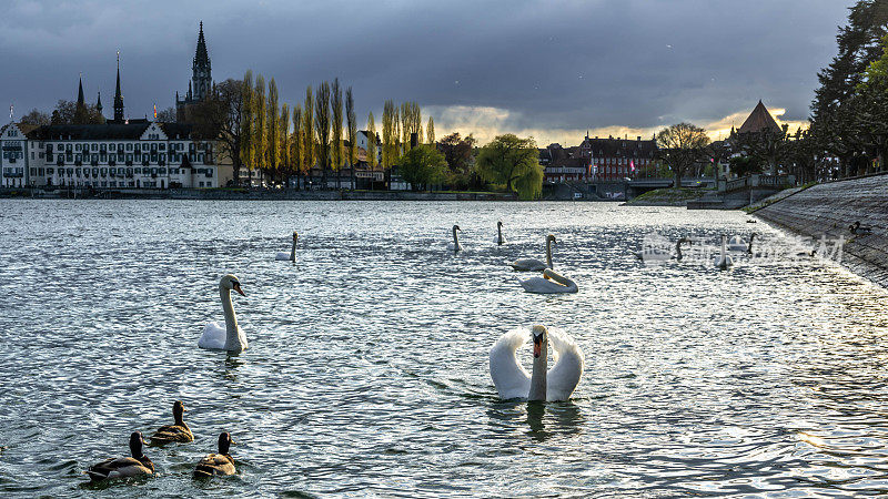 在一个阳光明媚的春日，天鹅在海滨长廊上游泳，背景是Steigenberger Inselhotel酒店、大教堂和莱茵河大桥。康斯坦茨，康斯坦茨湖，巴登-符腾堡州，德国，欧洲。